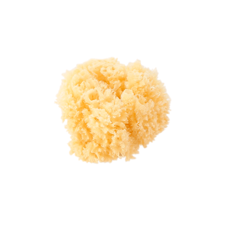 Natural Sponge